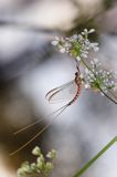 Jętka, Szczątkówka przybrzeżna, Siphlonurus lacustris