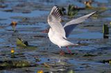 mewa śmieszka, Chroicocephalus ridibundus, syn. Larus ridibundus, Black-headed gull, na jeziorze Drużno