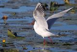 mewa śmieszka, Chroicocephalus ridibundus, syn. Larus ridibundus, Black-headed gull, na jeziorze Drużno