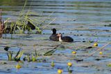 łyska, Fulica atra, z pisklęciem na jeziorze Drużno