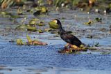 Kormoran czarny, Phalacrocorax carbo na jeziorze Drużno