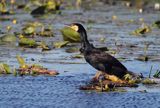 Kormoran czarny, Phalacrocorax carbo na jeziorze Drużno