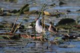 mewa śmieszka, Chroicocephalus ridibundus, syn. Larus ridibundus, Black-headed gull, na jeziorze Drużno