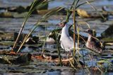 mewa śmieszka, Chroicocephalus ridibundus, syn. Larus ridibundus, Black-headed gull, na jeziorze Drużno