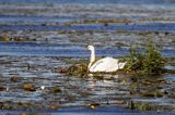 łabędź niemy Cygnus olor na jeziorze Drużno