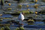 mewa śmieszka, Chroicocephalus ridibundus, syn. Larus ridibundus, Black-headed gull, na jeziorze Drużno