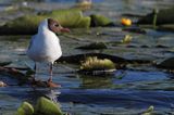 mewa śmieszka, Chroicocephalus ridibundus, syn. Larus ridibundus, Black-headed gull, na jeziorze Drużno