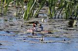 perkoz dwuczuby z pisklęciem, Podiceps cristatus na jeziorze Drużno