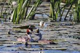 perkoz dwuczuby z pisklęciem, Podiceps cristatus na jeziorze Drużno