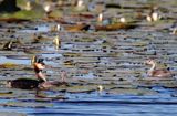 perkoz dwuczuby z pisklęciem, Podiceps cristatus na jeziorze Drużno