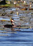 perkoz dwuczuby z pisklęciem, Podiceps cristatus na jeziorze Drużno