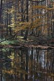 Jeziorko Duszatyńskie rezerwat Zwiezło Ciśniańsko-Wetliński Park Krajobrazowy Bieszczady