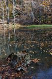 Jeziorko Duszatyńskie rezerwat Zwiezło Ciśniańsko-Wetliński Park Krajobrazowy Bieszczady