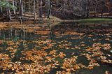 Jeziorko Duszatyńskie rezerwat Zwiezło Ciśniańsko-Wetliński Park Krajobrazowy Bieszczady