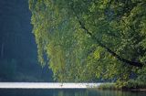 jezioro Jeleń, brzoza, Park Narodowy Bory Tucholskie