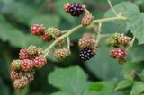 owoce jeżyn, Rubus