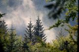 jodła, szyszki na jodle, Bieszczady, Abies alba