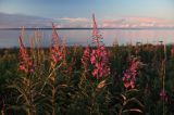 Wierzbówka kiprzyca, Chamerion angustifolium, wierzbownica kiprzyca, Epilobium angustifolium, na wyspie Junkon, Archipelag Lulea, Szwecja, Zatoka Botnicka