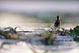 Kaczka krzyżówka, Anas platyrynchos, pisklę
