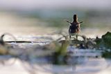 Kaczka krzyżówka, Anas platyrhynchos, pisklę