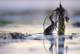 Kaczka krzyżówka, Anas platyrhynchos, pisklę