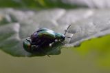 kałdunica zielona Gastroidea viridula