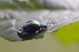 kałdunica zielona Gastroidea viridula