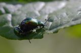 kałdunica zielona Gastroidea viridula