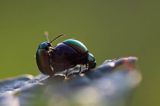 kałdunica zielona Gastroidea viridula kopulacja