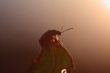 kałdunica zielona Gastroidea viridula kopulacja