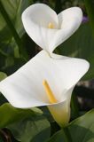 Kalia Zantedeschia