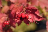 Viburnum opulus kalina koralowa) , owoce i liście