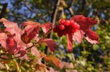 Viburnum opulus kalina koralowa) , owoce i liście