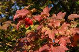 Viburnum opulus kalina koralowa) , owoce i liście