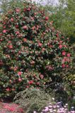kamelia japońska Camellia japonica