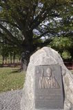Kampinos, kamień papieski ku czci Jana Pawła II i dąb - pomnik przyrody