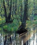 Kampinoski Park Narodowy Rezerwat Sieraków