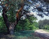 Kampinoski Park Narodowy sosna i piaszczysta droga