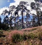 Kampinoski Park Narodowy las na wydmie Wywrotnia Góra w rezerwacie Sieraków