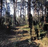 Kampinoski Park Narodowy las na wydmie Łyse Góry