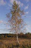 Kampinoski Park Narodowy, pejzaż mazowiecki Brzoza omszona / Betula pubescens /