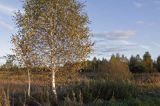 Kampinoski Park Narodowy, pejzaż mazowiecki Brzoza omszona / Betula pubescens /