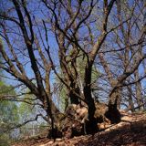 na wydmie, Kampinoski Park Narodowy