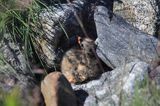 Kamusznik zwyczajny, kamusznik, Arenaria interpres