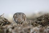 Kamusznik zwyczajny, kamusznik, Arenaria interpres