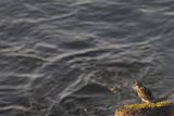 Kamusznik zwyczajny, kamusznik , Arenaria interpres