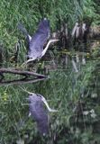 czapla siwa, Ardea cinerea, na kanale Elbląskim