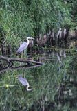 czapla siwa, Ardea cinerea, na kanale Elbląskim