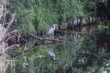 czapla siwa, Ardea cinerea, na kanale Elbląskim