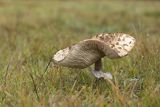 Grzyby, kania, Czubajka kania, Macrolepiota procera